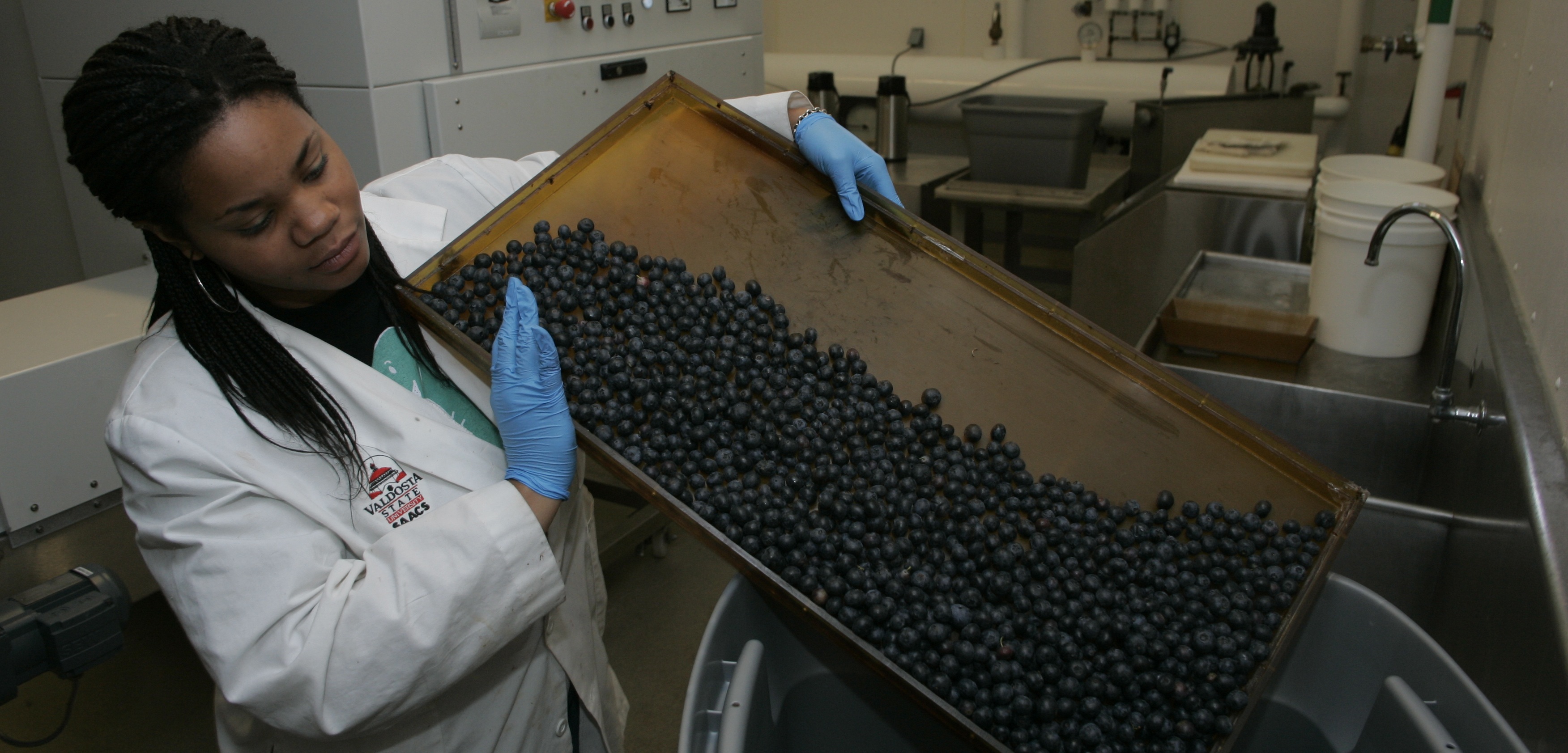 Masters student Kylah Smith collects blueberries after passing through the radio frequency machine behind her--College of Agriculture and Environmental Science Tuesday, May, 19, 2009, in Athens. (Photo/John Amis)