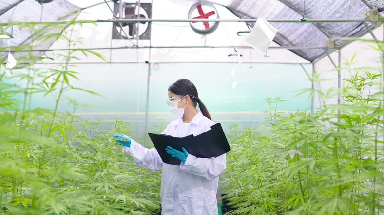 A young woman monitoring the growth of cannabis plants after Cannabis Education