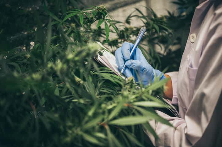 Cannabis cultivation certificate graduate taking notes for a report on cannabis plant growth