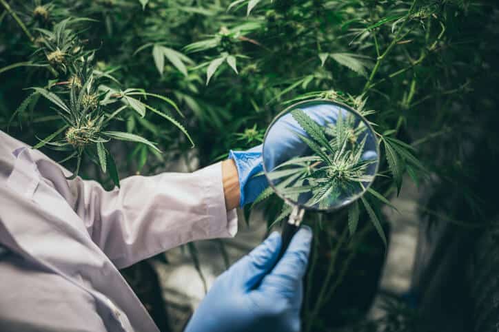 A cannabis industry training graduate in a lab coat and gloves examines a cannabis plant closely with a magnifying glass in an indoor growing facility